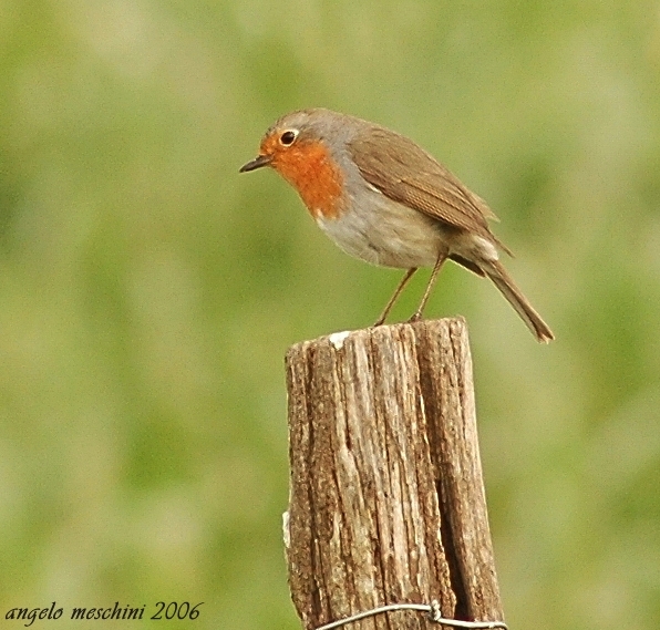 Pettirosso Erithacus rubecula. frames.